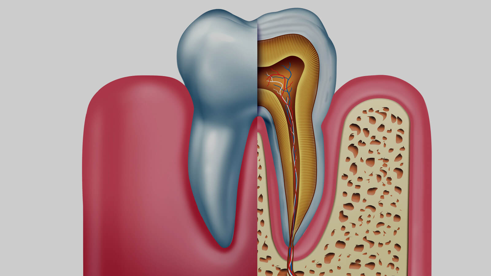 Gesund Zahnwurzeln helfen Zähne zu erhalten